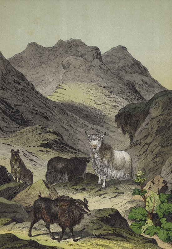 Tibet Dağlık Bölgesi