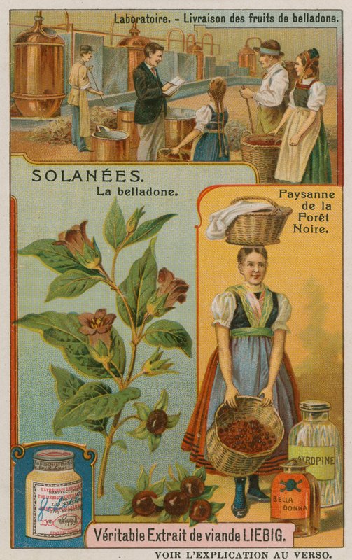 Atropa Belladonna veya itüzümü by European School