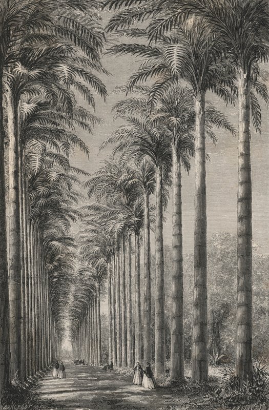 Rio-De-Janeiro Botanik Bahçesinde Palmiye Ağaçları Bulvarı (gravür) by European School