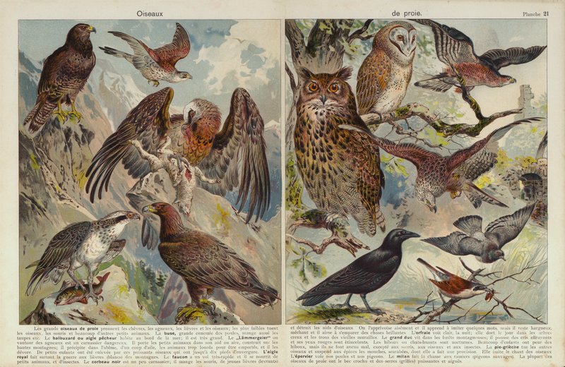 Yırtıcı kuşlar (chromolitho) by European School