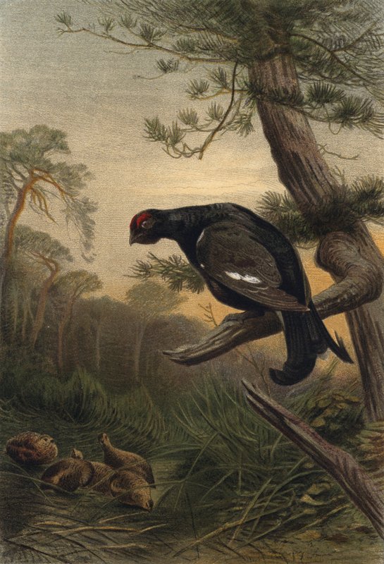 Birhuhn by European School