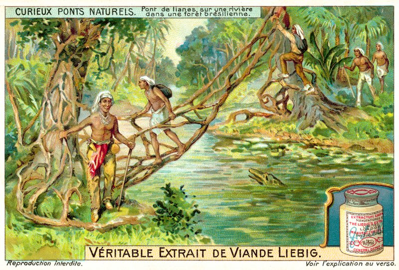 Brezilya yağmur ormanlarında bir nehir üzerinde sarmaşıklar tarafından oluşturulan köprü (chromolitho) by European School