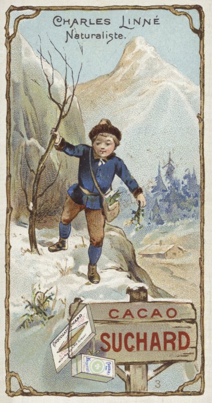 İsveçli botanikçi ve zoolog Carl Linnaeus, çocukken by European School