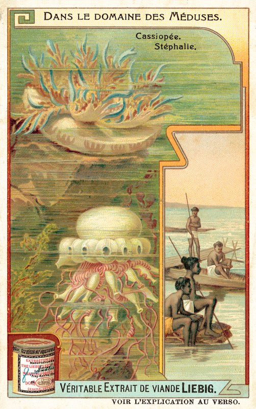 Cassiopeia ve Stephalia (chromolitho) by European School