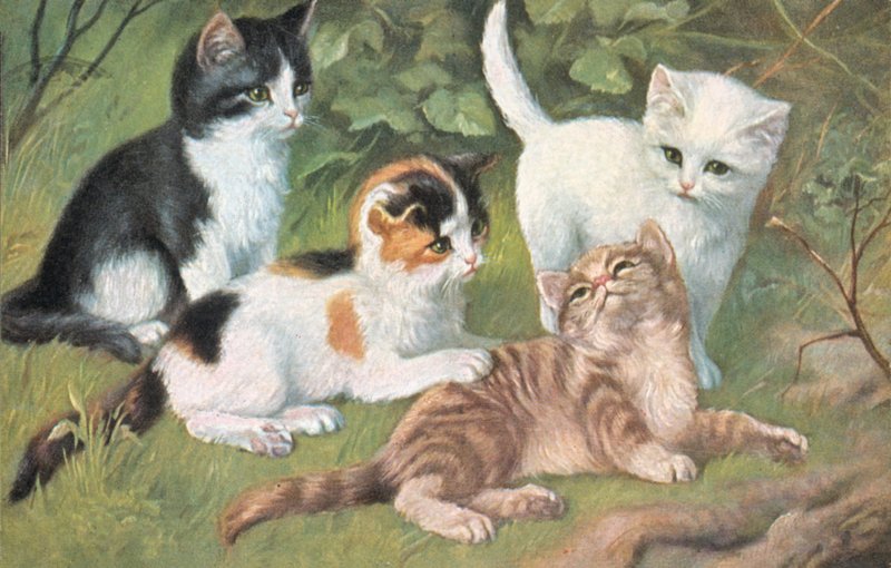 Kedi kartpostalı (renkli taş baskı) by European School