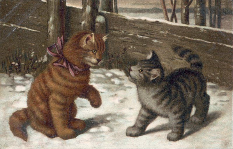Kedi kartpostalı (renkli taş baskı) by European School