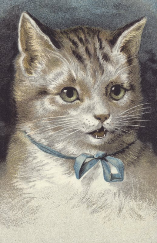 Mavi tasmalı kedi (chromolitho) by European School
