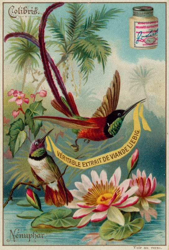 Colibris ve Nenuphar by European School
