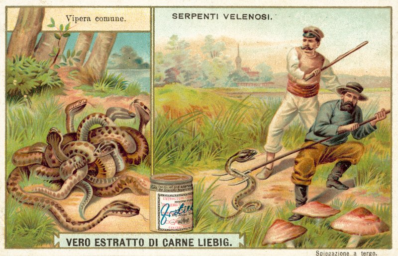 Ortak toplayıcı (chromolitho) by European School