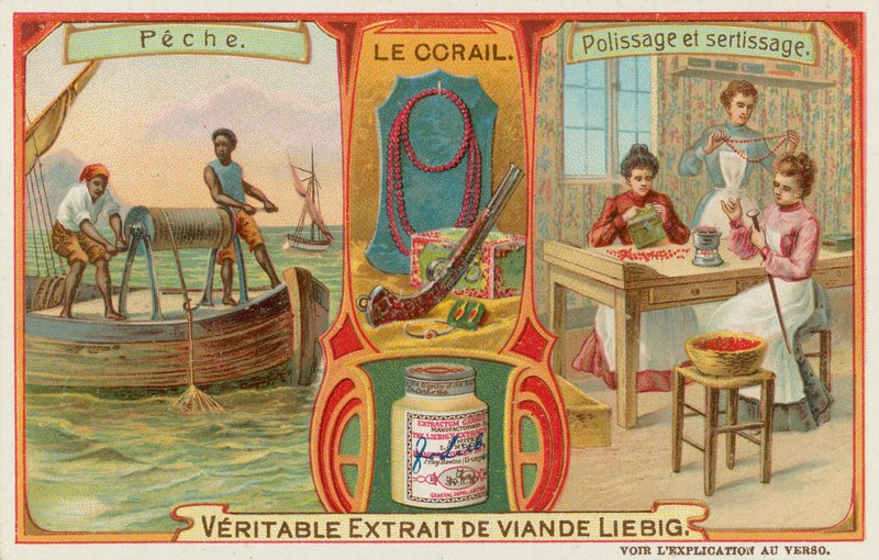 Mercan by European School