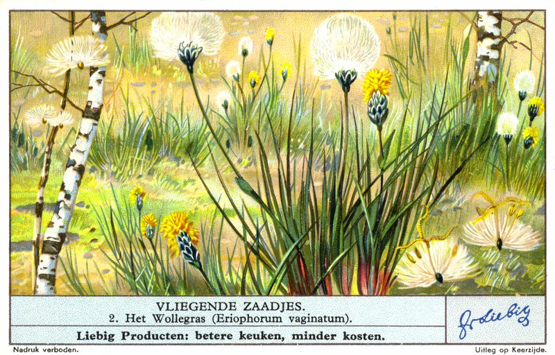 Pamuk otu (Eriophorum vaginatum) (chromolitho) by European School
