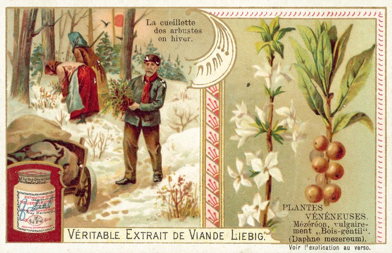 Daphne mezereum (chromolitho) by European School