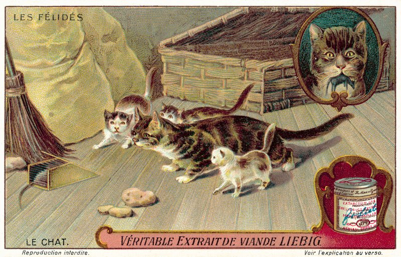 Yerli kedi (chromolitho) by European School