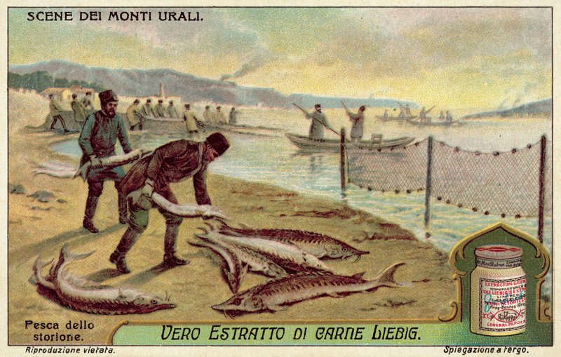 Mersin balığı (chromolitho) için balıkçılık by European School