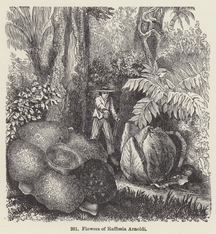 Rafflesia Arnoldi
