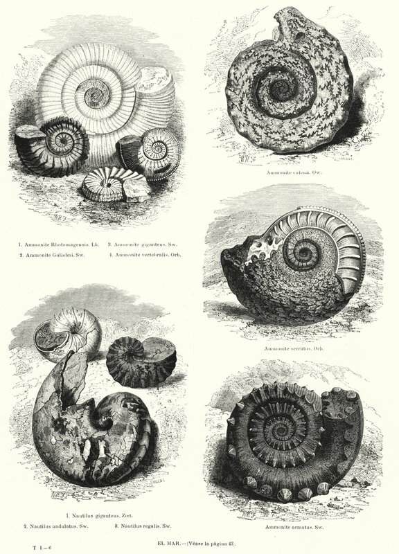 Ammonit ve nautilus (lito) fosilleri by European School