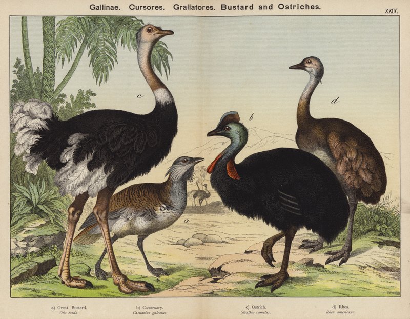 Gallinae, Cursores, Grallatores, Bustard ve Devekuşları (renkli taş) by European School