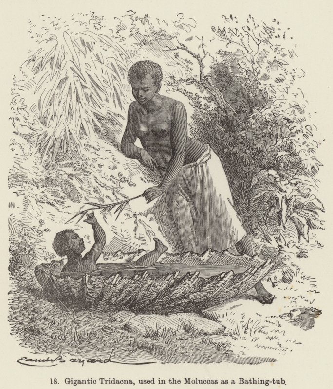 Moluccas