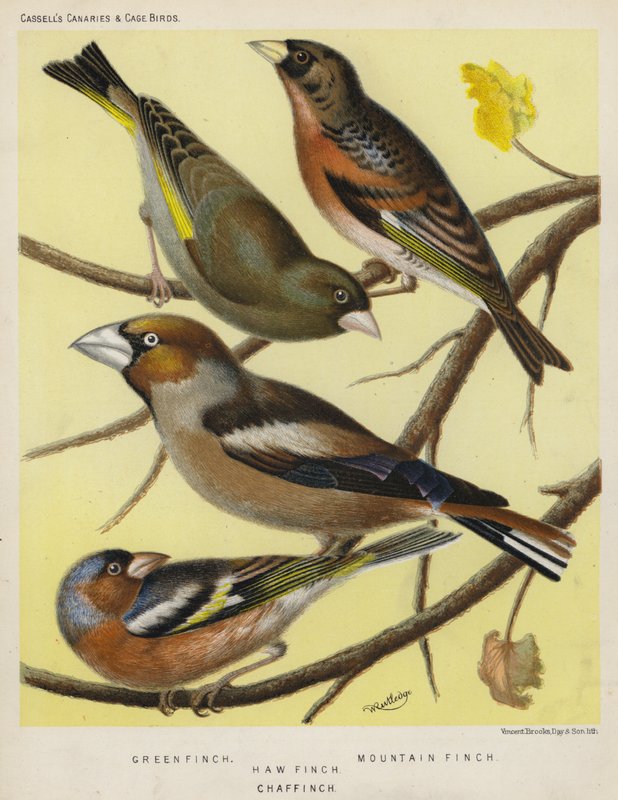 Yeşil Finch, Dağ Finch, Hawfinch, Chaffinch (renkli lito) by European School