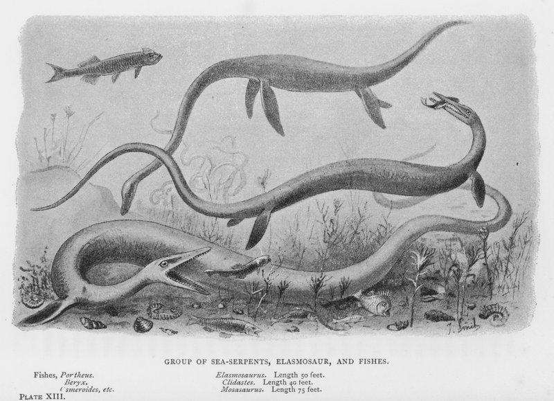 Deniz-Yılanları, Elasmosaur ve Balıklar Grubu (lito) by European School