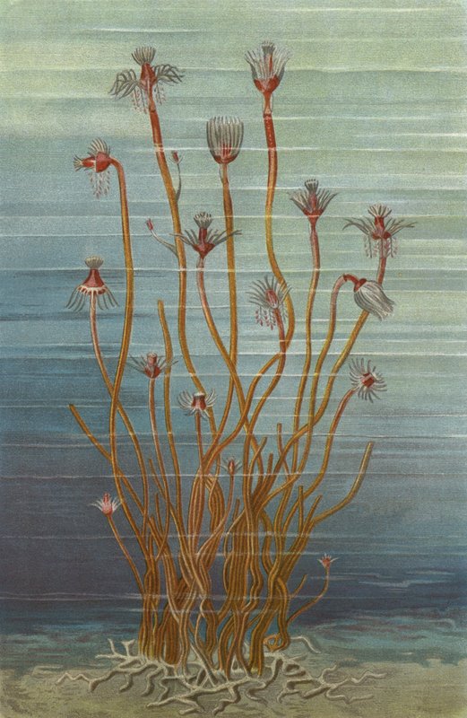 tubularia indivisa grubu by European School
