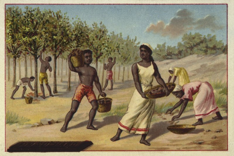Kakao hasat, Afrika by European School