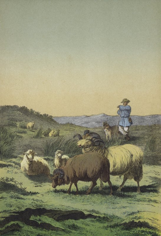 Orta Avrupa fundalıkları: Moorland ve Merino koyunlu çoban ve çoban köpeği (renkli lito) by European School