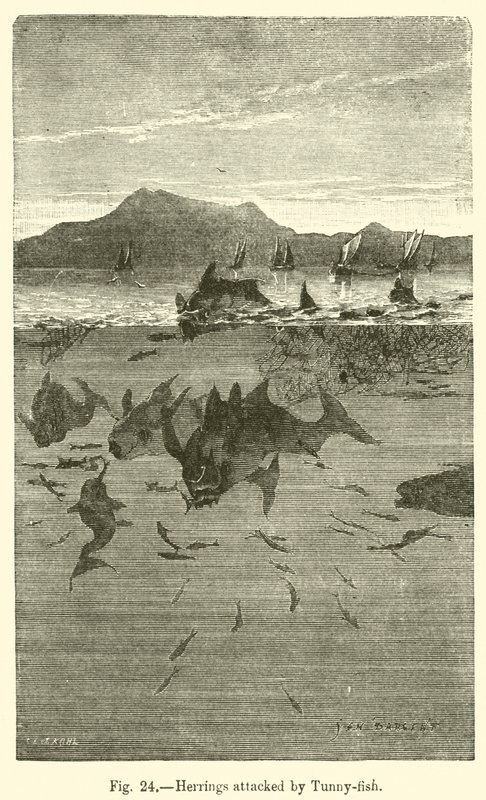 Tunny-fish tarafından saldırıya uğrayan ringa balığı (gravür) by European School