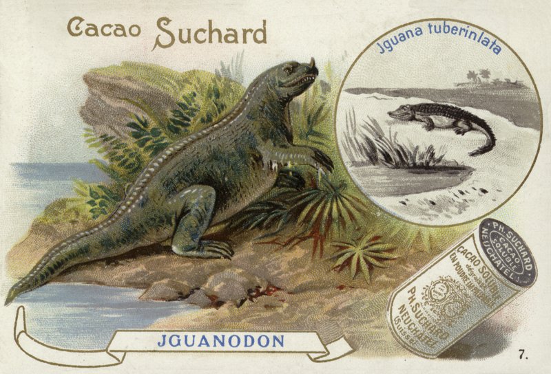 İguanodon ve İguana Tüberkülata by European School
