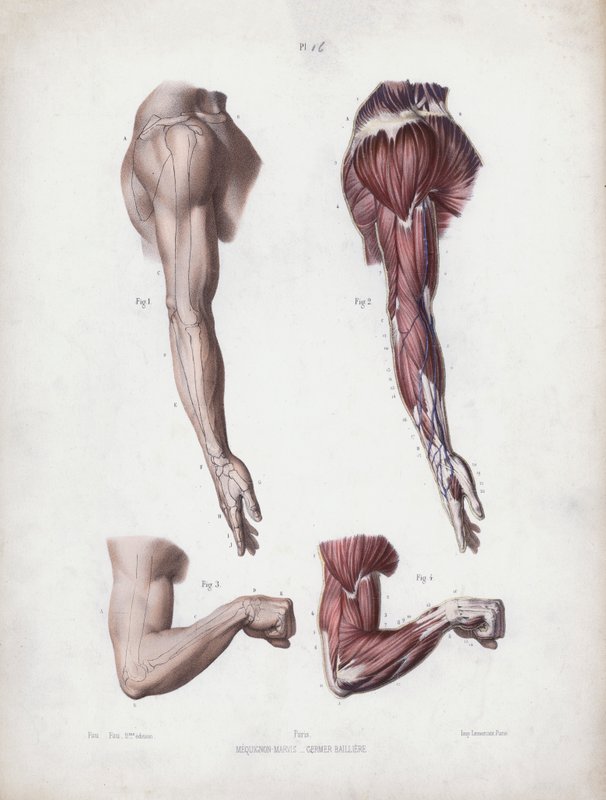 İnsanın Dış Formlarının Anatomisi için İllüstrasyon: Erkek kol ve eller (renkli lito) by European School