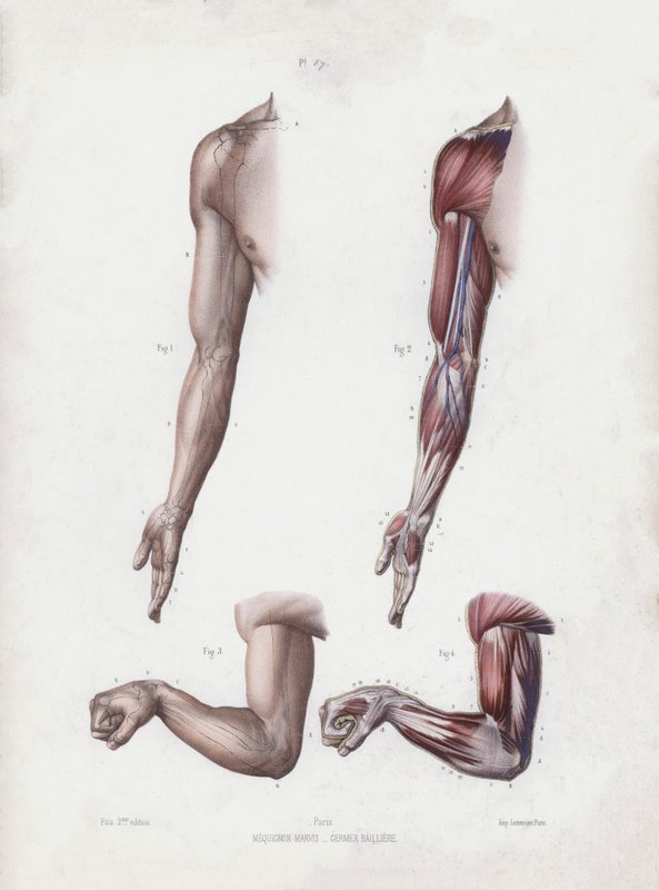 İnsanın Dış Formlarının Anatomisi için İllüstrasyon: Erkek kol ve eller (renkli taş) by European School