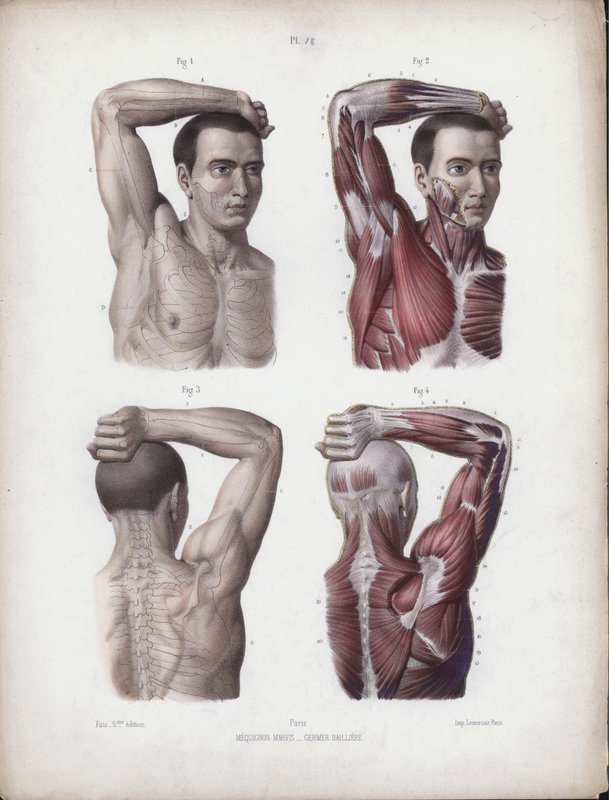 İnsanın Dış Formlarının Anatomisi için İllüstrasyon: Erkek, kol, baş ve gövde by European School