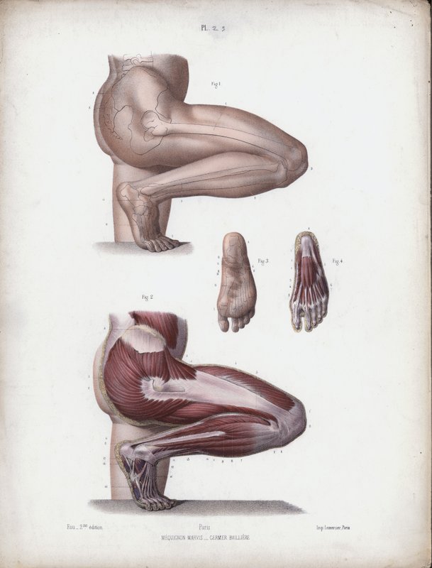 İnsanın Dış Formlarının Anatomisi için İllüstrasyon: Erkek bacak ve ayak (renkli taş) by European School