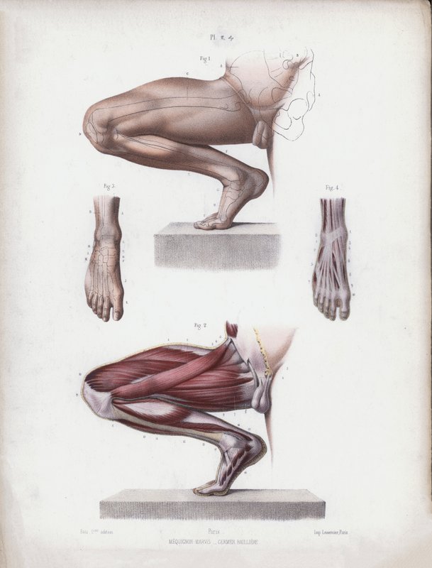 İnsanın Dış Formlarının Anatomisi için İllüstrasyon: Erkek bacak ve ayak by European School