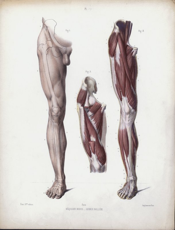 İnsanın Dış Formlarının Anatomisi için İllüstrasyon: Erkek bacak, önden görünüm (renkli taş) by European School