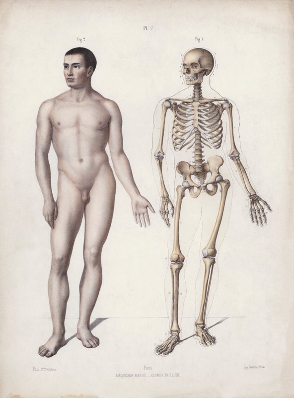 İnsanın Dış Formlarının Anatomisi için İllüstrasyon: Ayakta duran adam (renkli taş) by European School
