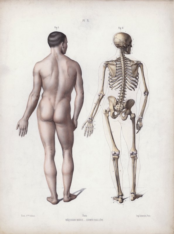 İnsanın Dış Formlarının Anatomisi için İllüstrasyon: Ayakta duran adam, arkadan görünüm (renkli taş) by European School