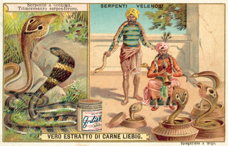 Hint kobra ve çukur engerek (chromolitho) by European School