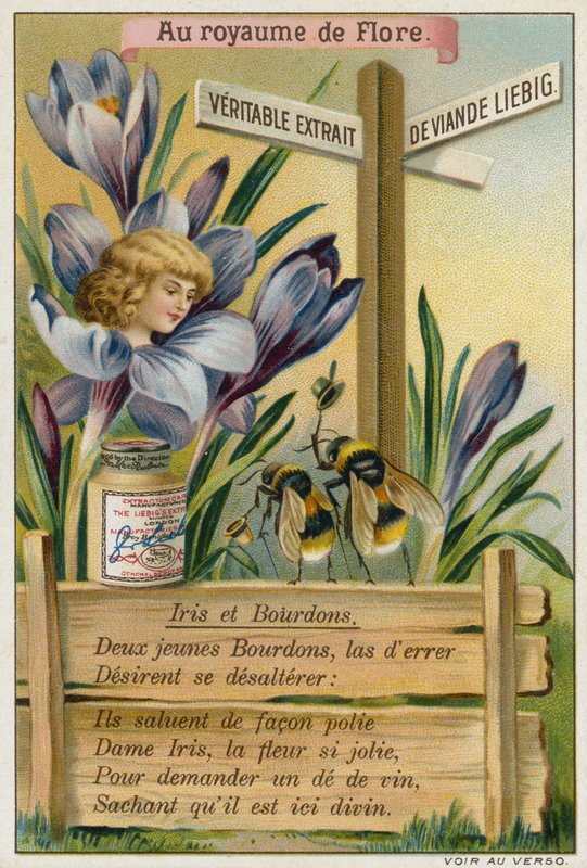 İris ve bombus arıları by European School