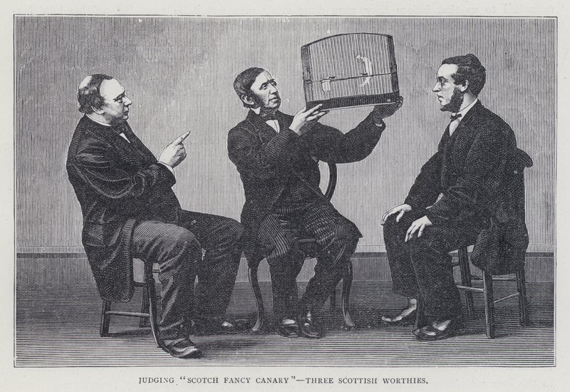 "Scotch Fancy Canary", Üç İskoç Değerini Yargılamak by European School