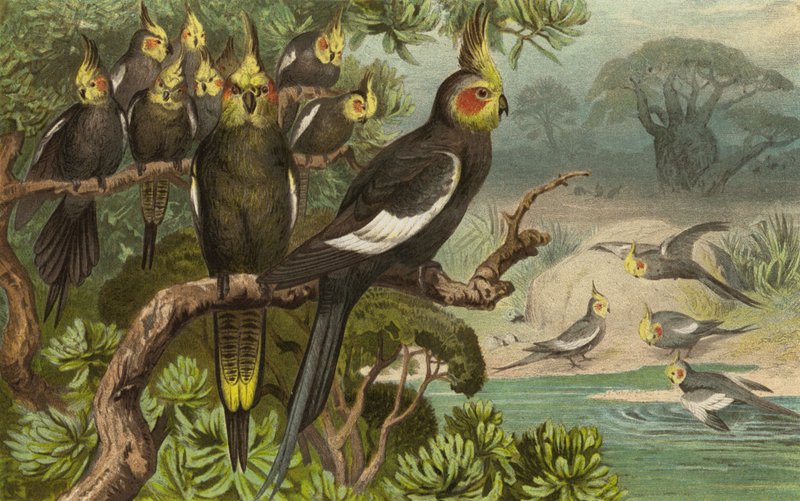 Keilschwanz-Kakadu, Corella by European School