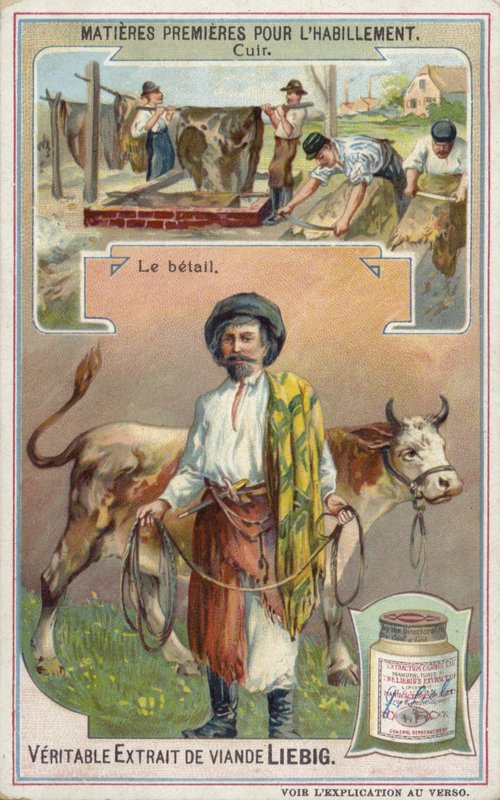 Deri: sığır by European School