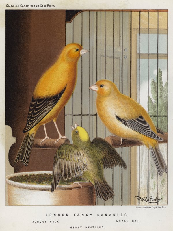 London Fancy Kanaryalar, Jonque Cock, Mealy Hen, Mealy Nestling (renkli taş) by European School