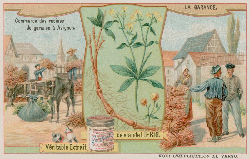 Madder veya Rubia ve Kökün Satışı by European School