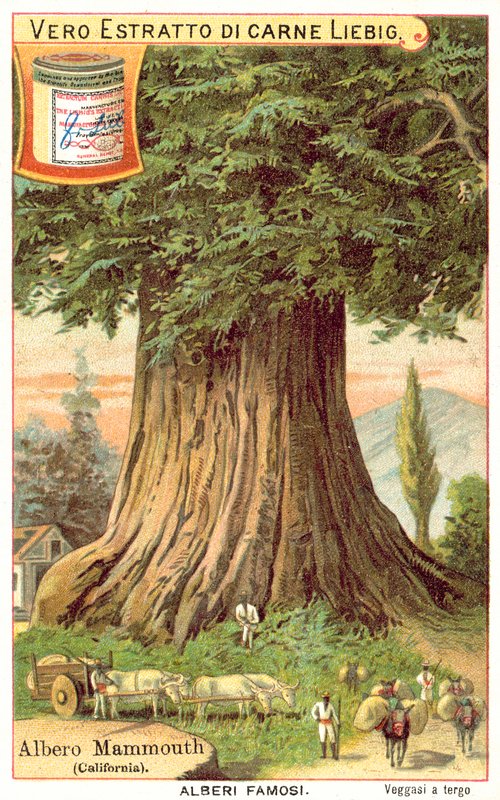 Mamut Ağacı, Kaliforniya (chromolitho) by European School