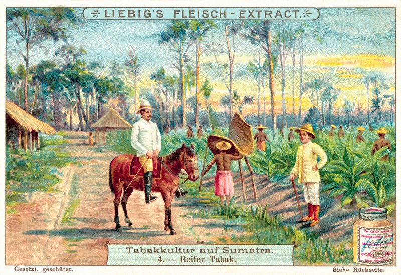 Olgun tütün bitkileri (chromolitho) by European School