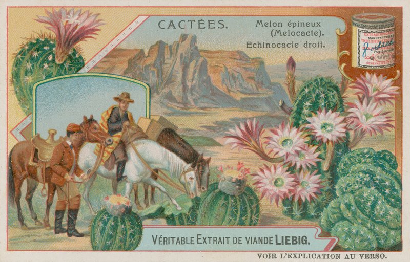 melokactus by European School