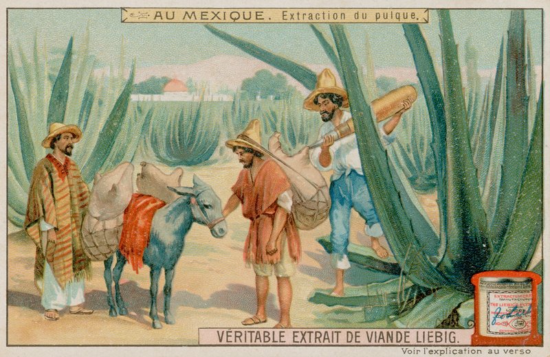 Kaktüsten Pulque Çıkaran Meksika by European School