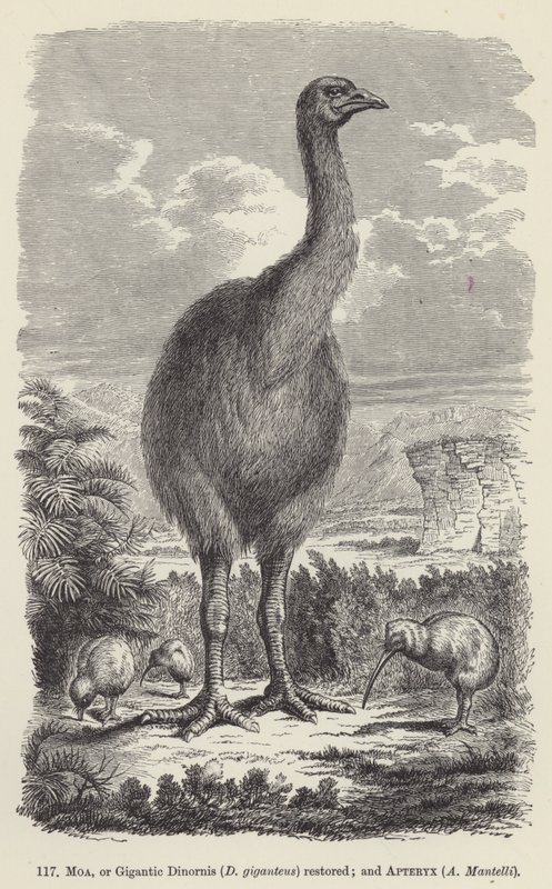 Moa veya Gigantic Dinornis (D giganteus) restore edildi; ve Apteryx, A Mantelli (gravür) by European School