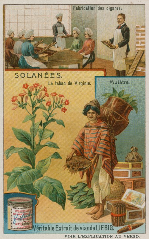 Nicotiana veya tütün by European School